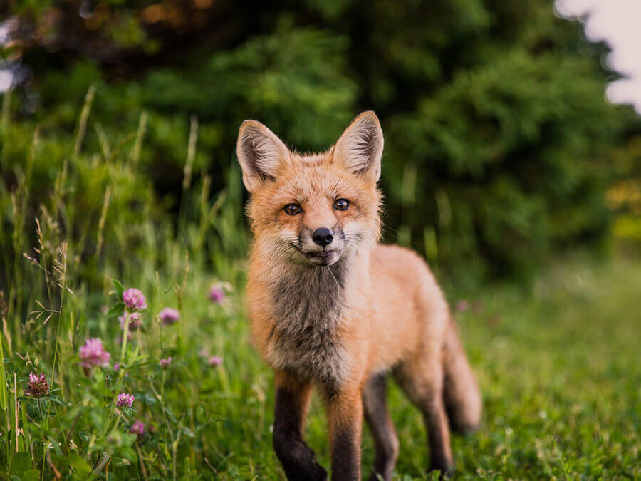 Bygga empati genom fjärr användare forskning