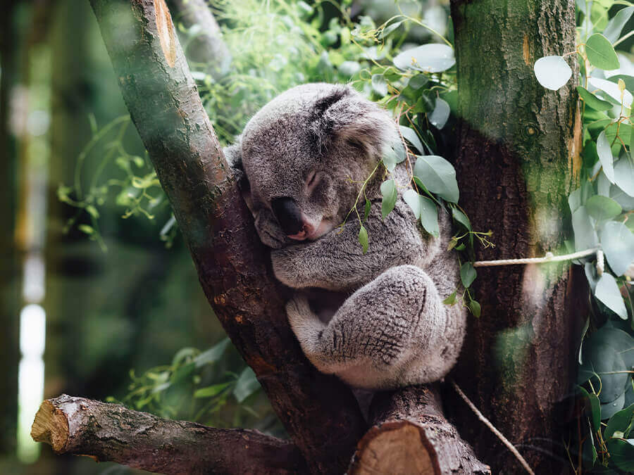 Framingham: Studien och staden som förändrade en generations hälsa